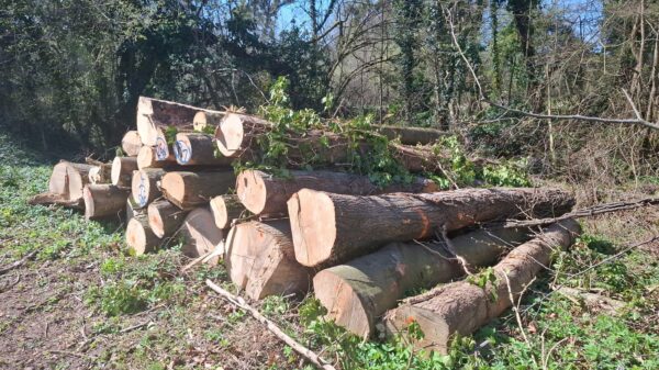 2025/4/17/500 – Bild 2