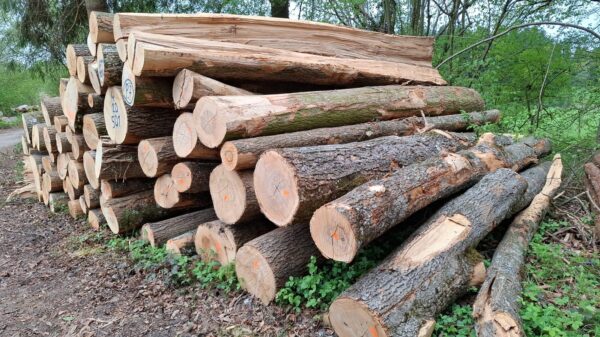 2025/4/20/501 – Bild 2