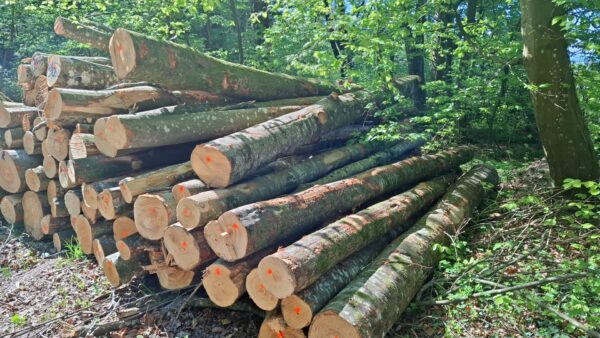 2025/4/20/504 – Bild 3