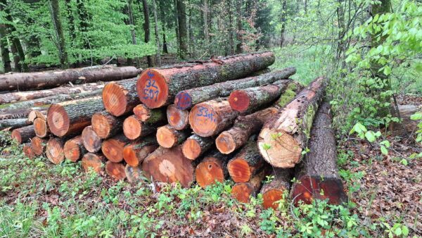 2025/4/32/501 – Bild 2