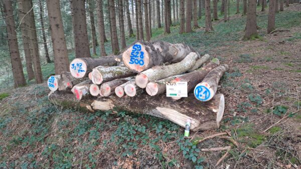 2025/59/528/500 – Bild 2